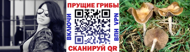 Купить где  Сосновка  Галлюциногенные грибы Psilocybe 